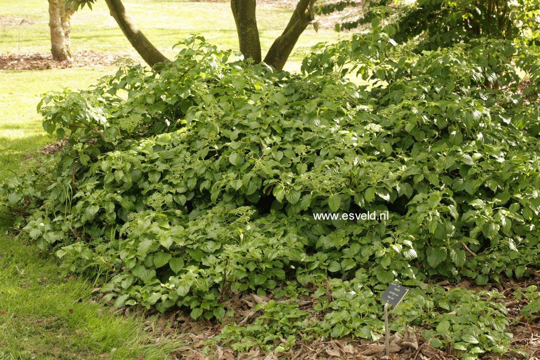 Hydrangea anomala petiolaris