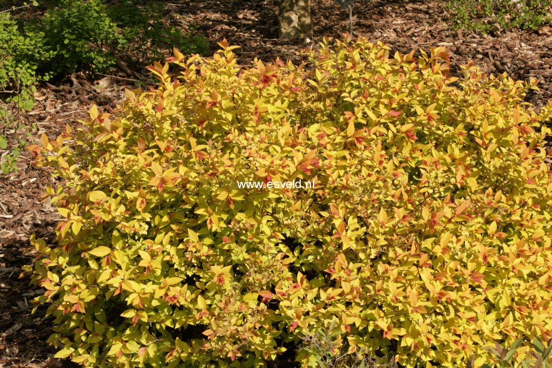 Spiraea japonica 'Goldmound'