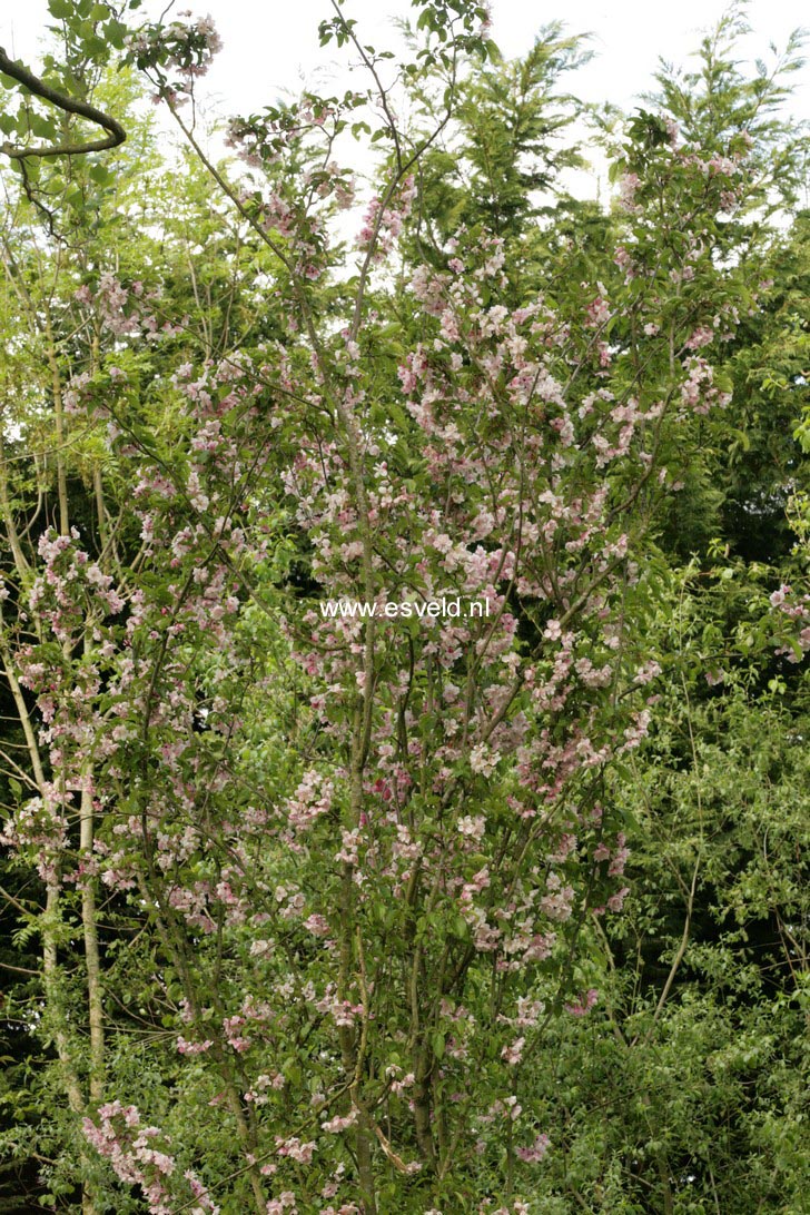 Malus 'Van Eseltine'