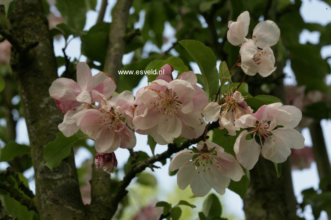 Malus 'Van Eseltine'