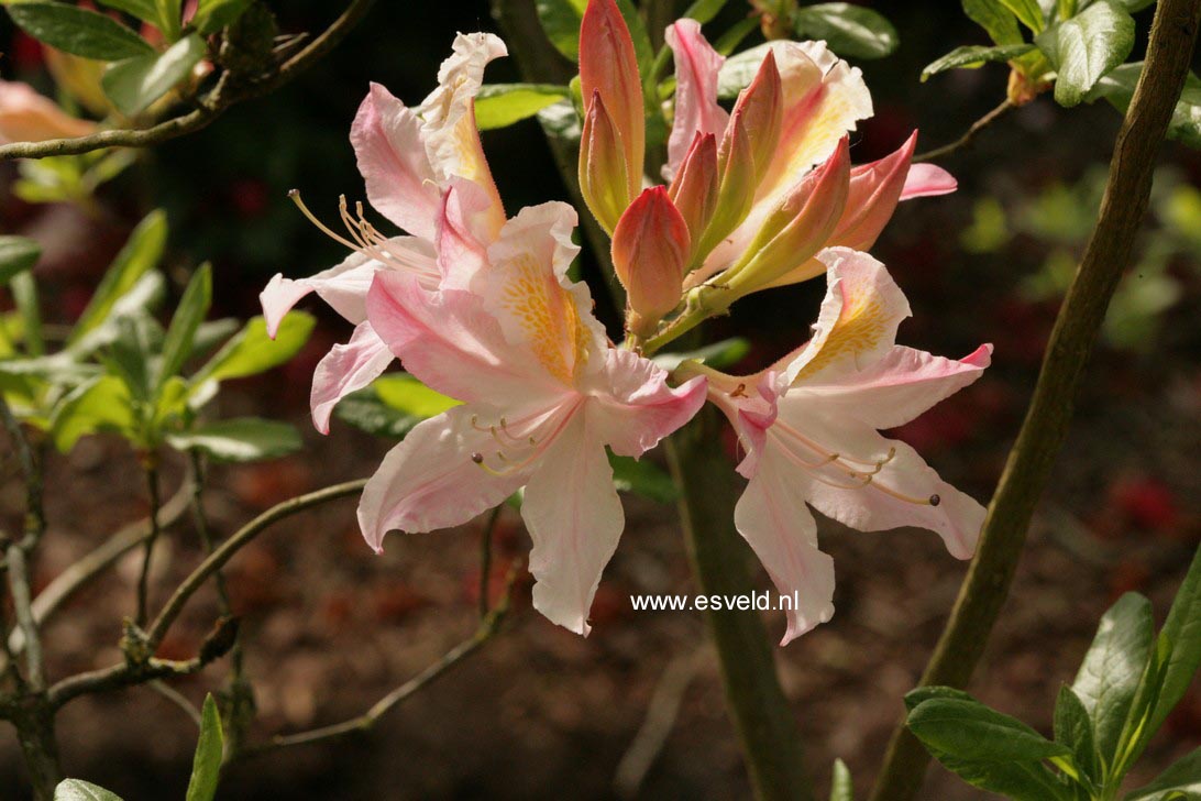 Azalea 'Irene Koster'