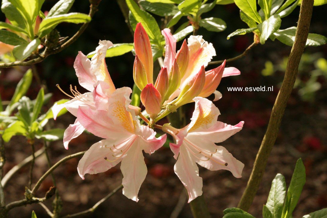 Azalea 'Irene Koster'