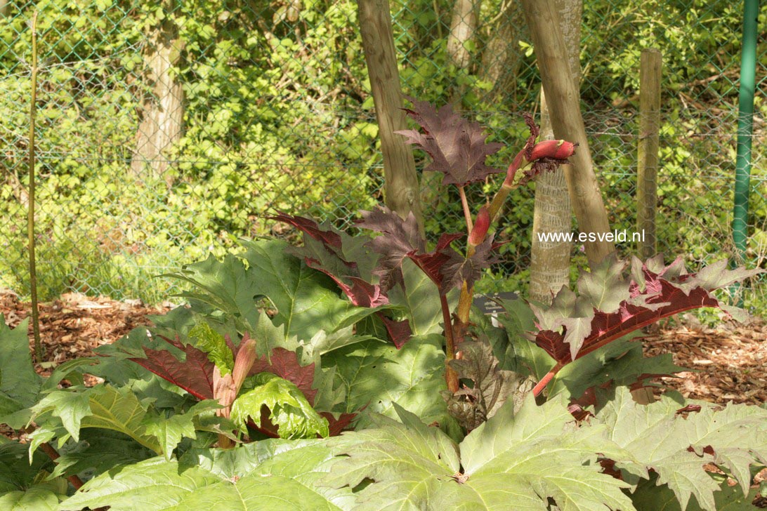 Rheum palmatum tanguticum