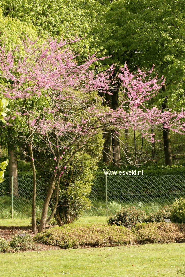 Cercis gigantea