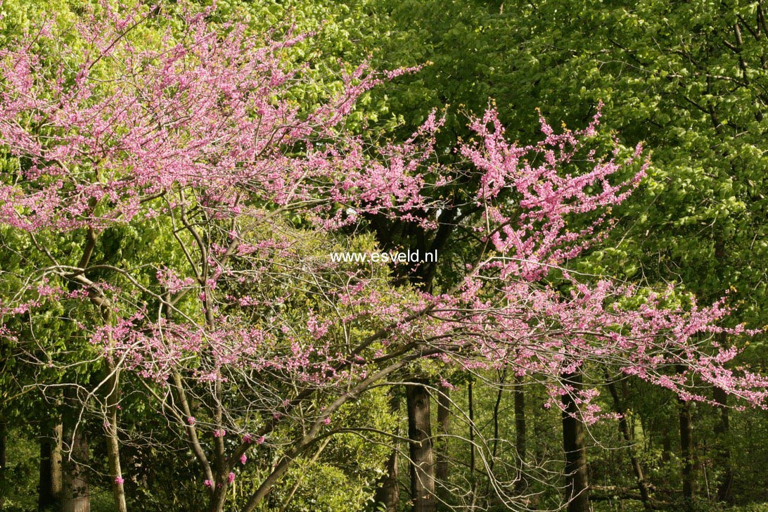 Cercis gigantea