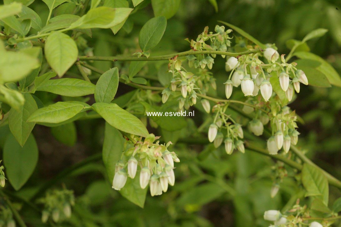 Vaccinium corymbosum 'Jersey'
