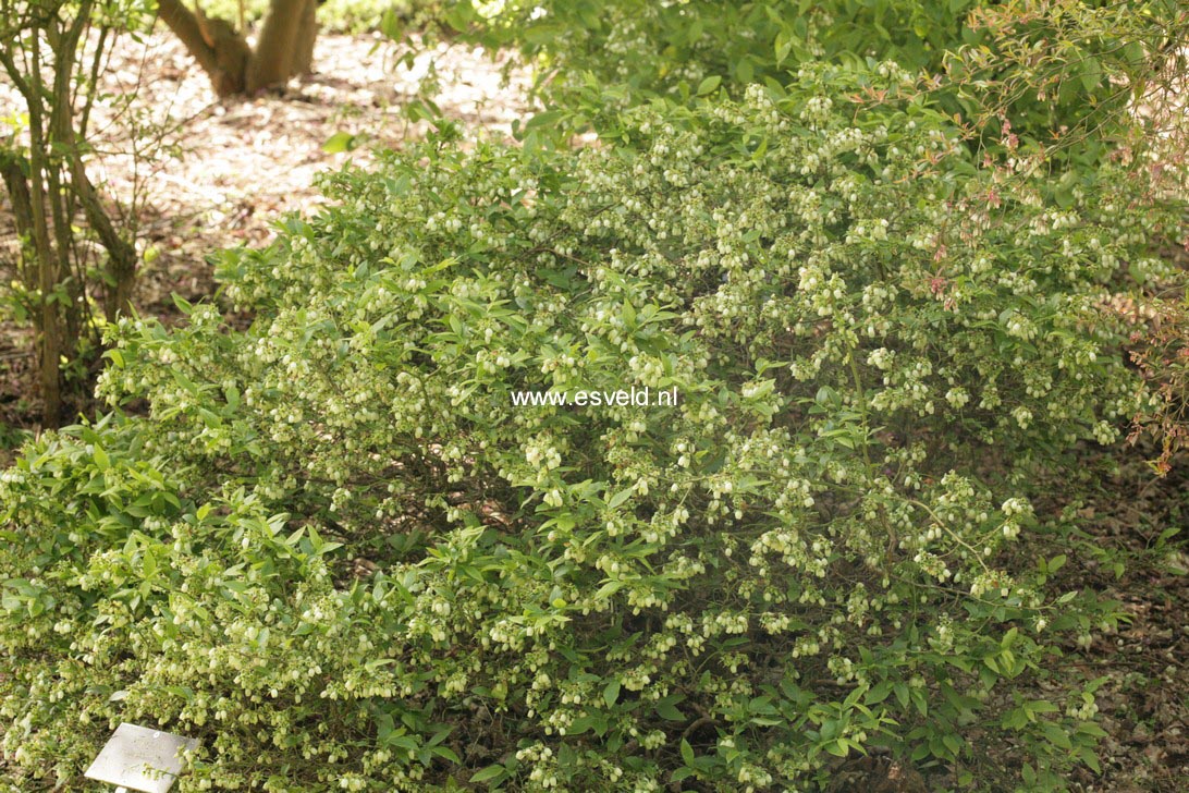 Vaccinium angustifolium 'Top Hat'