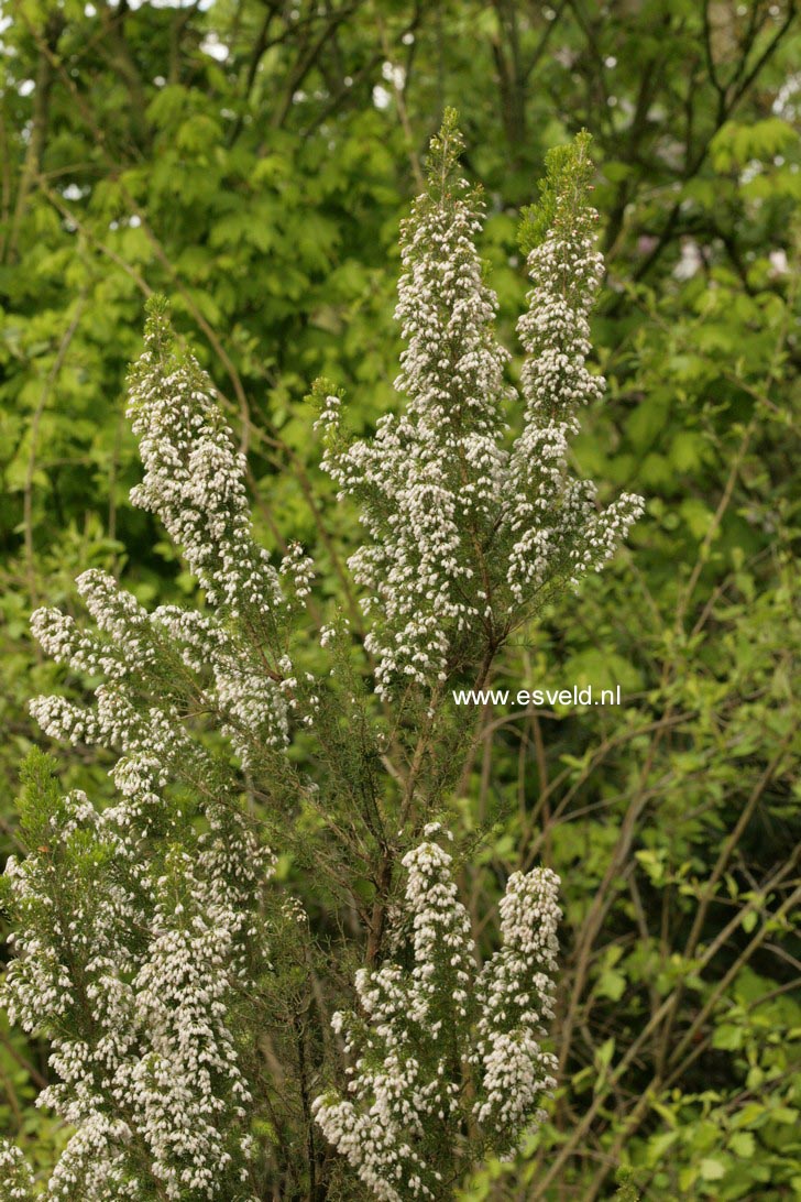 Erica arborea 'Alpina'