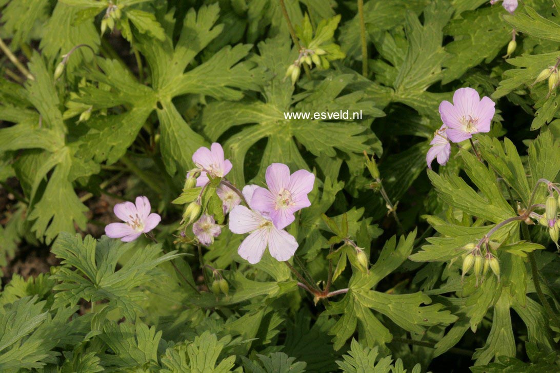 Geranium maculatum