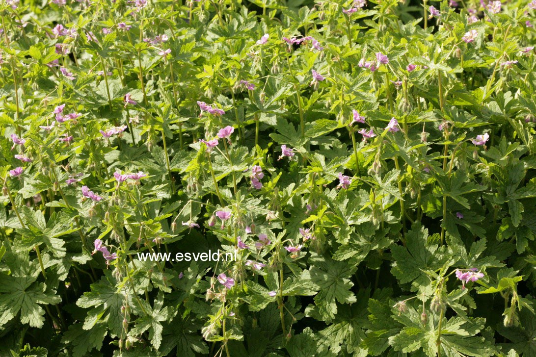 Geranium maculatum