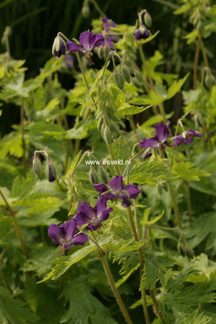 Geranium phaeum 'Lily Lovell'