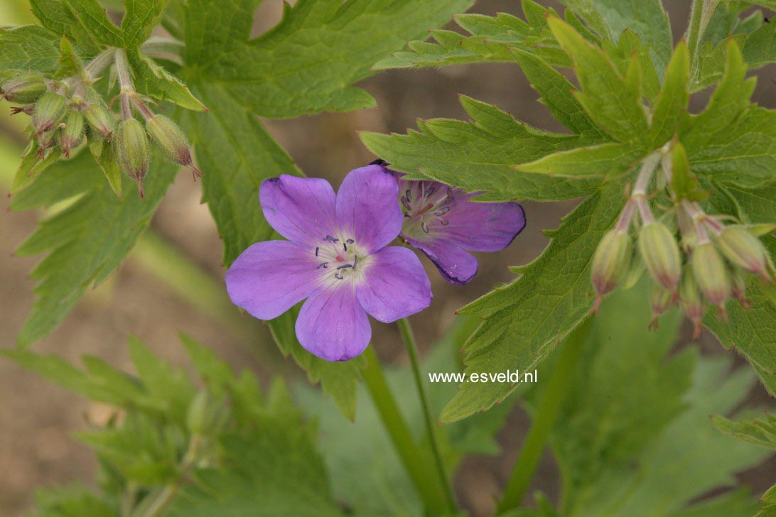 Geranium sylvaticum 'Mayflower'