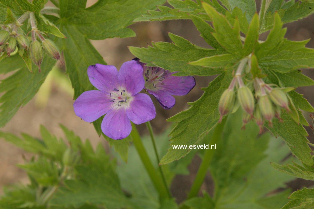 Geranium sylvaticum 'Mayflower'