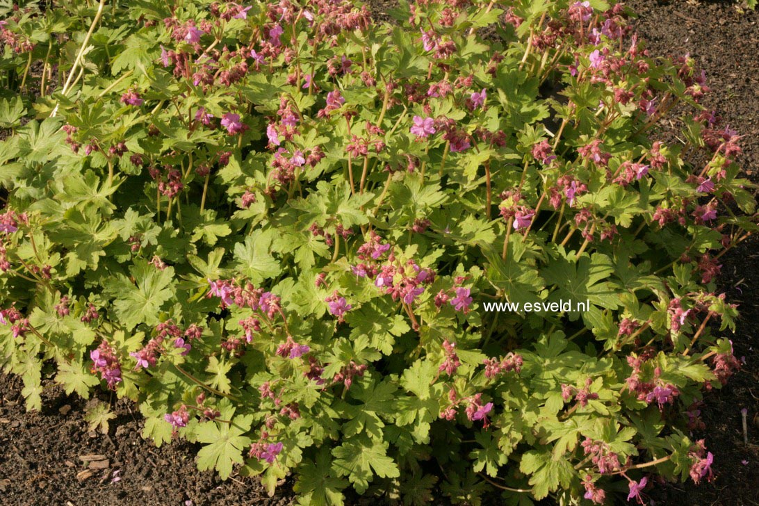 Geranium macrorrhizum 'Bevan's Variety'