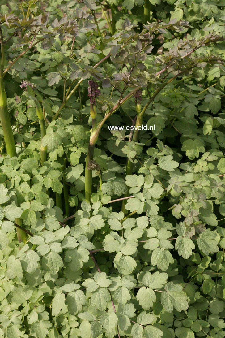 Thalictrum 'Elin'