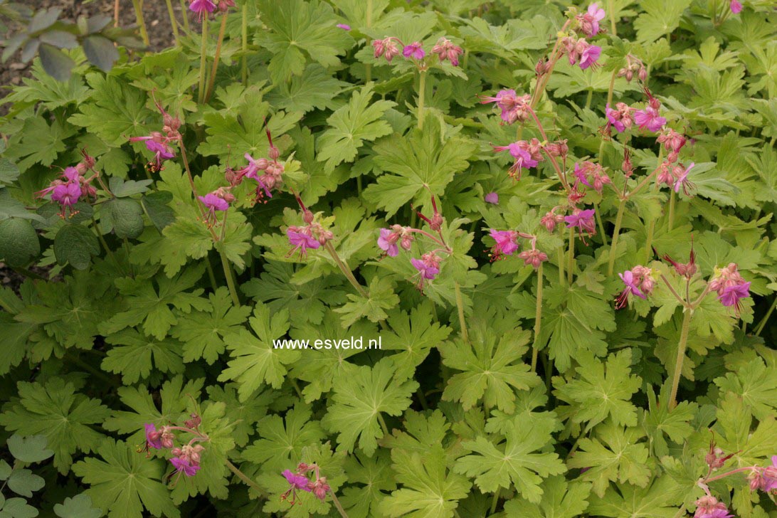 Geranium macrorrhizum