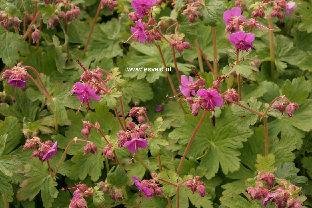 Geranium macrorrhizum 'Czakor'