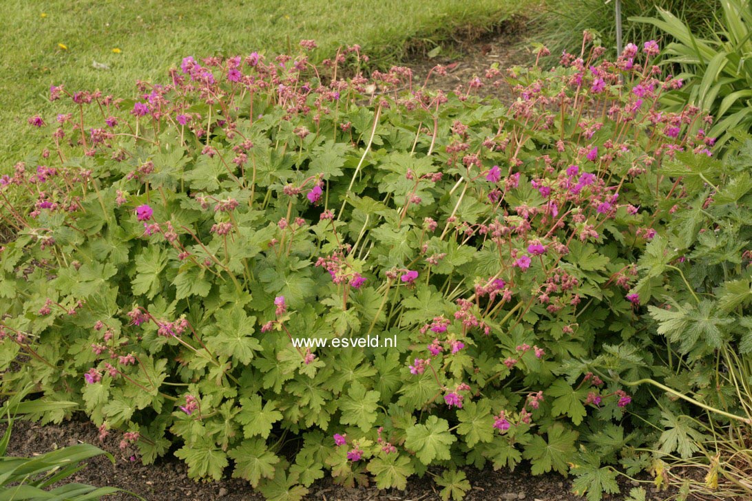 Geranium macrorrhizum 'Czakor'