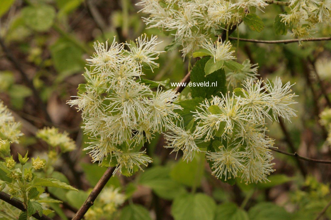 Neviusia alabamensis