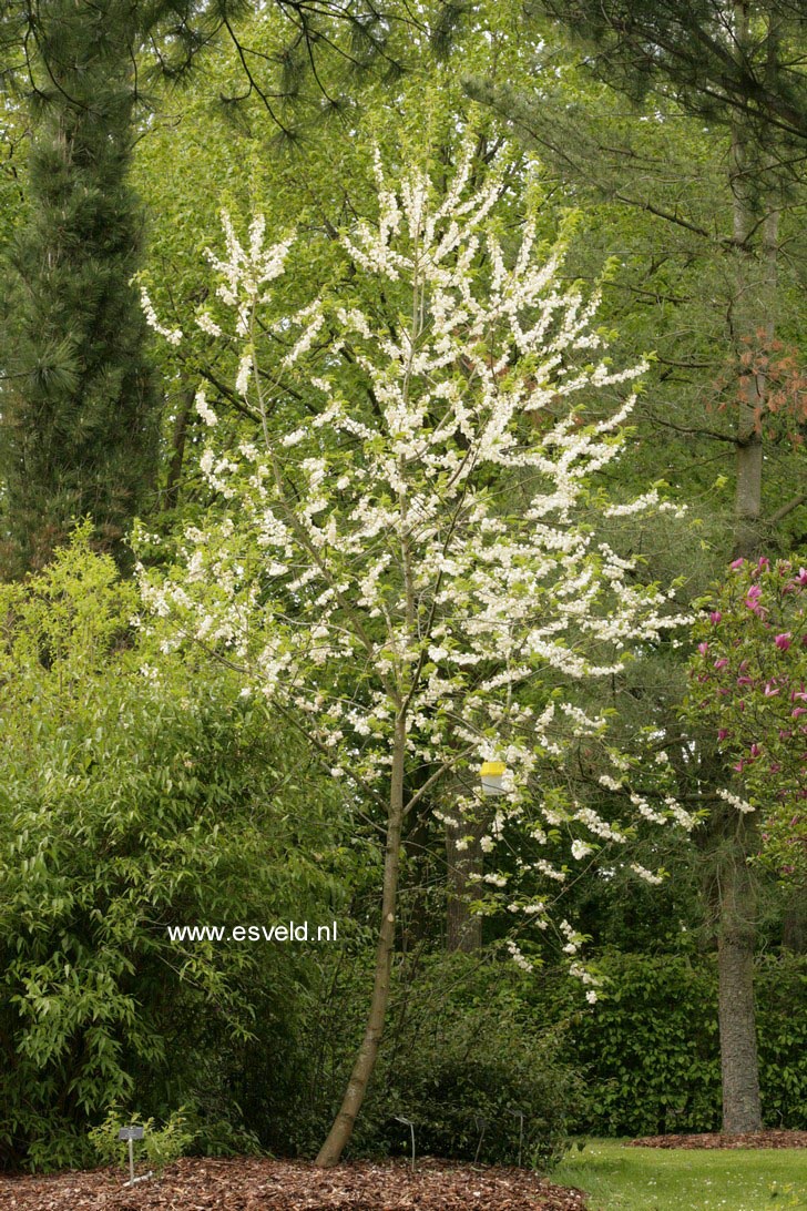 Halesia monticola