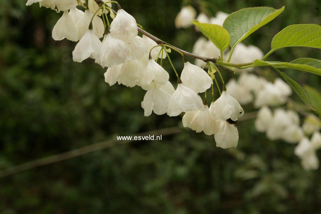 Halesia monticola