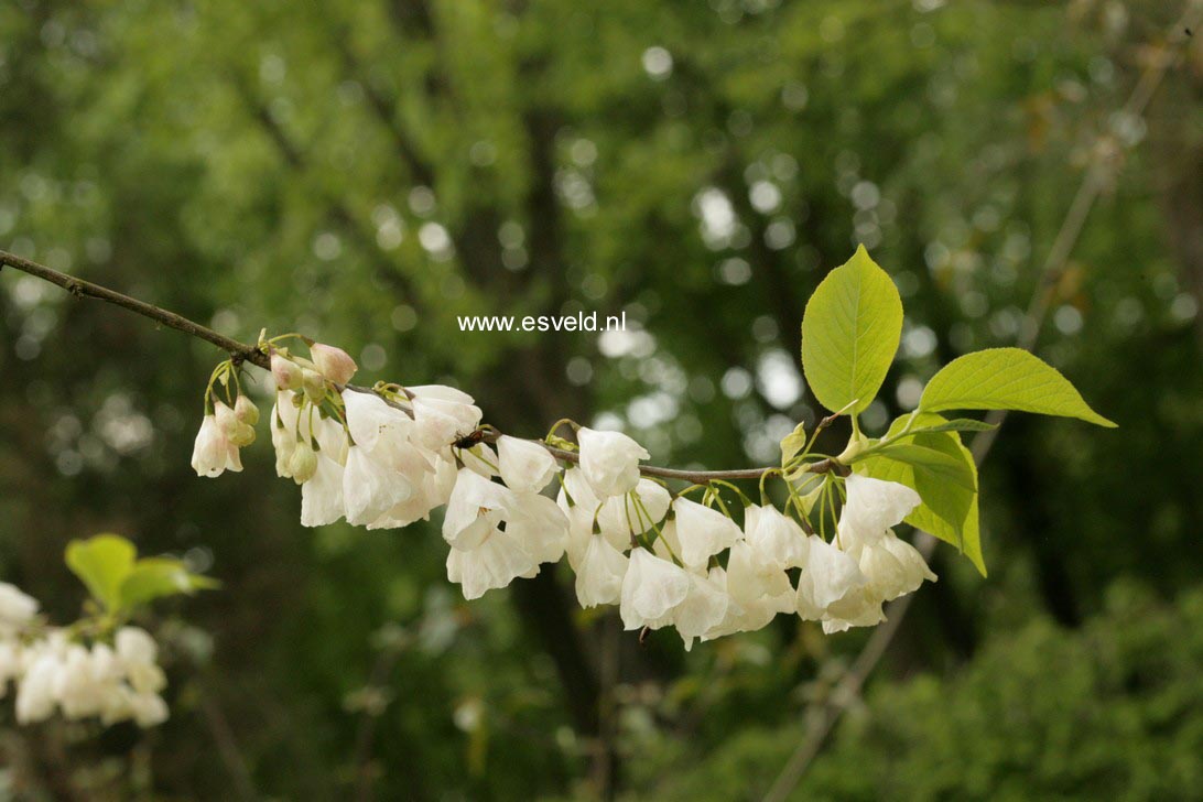 Halesia monticola