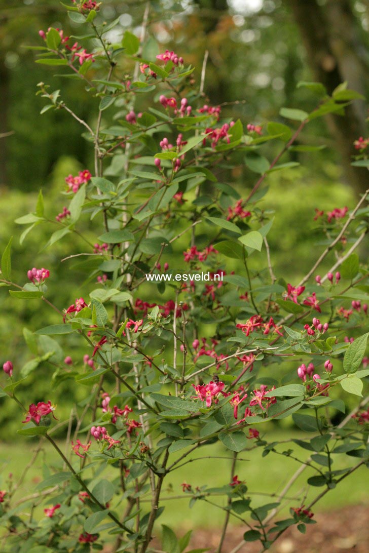 Lonicera tatarica 'Zabelii'