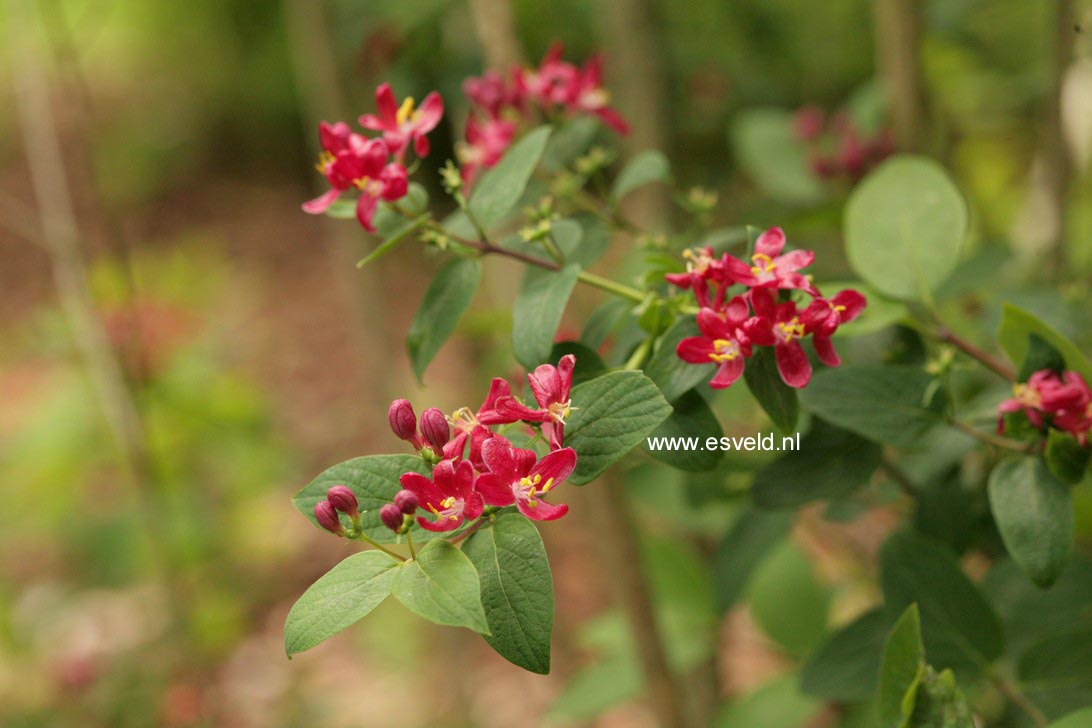 Lonicera tatarica 'Zabelii'