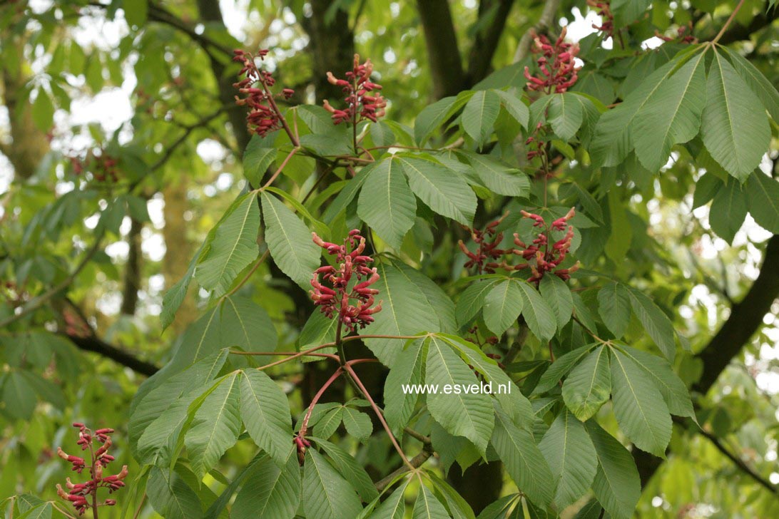 Aesculus pavia 'Atrosanguinea'