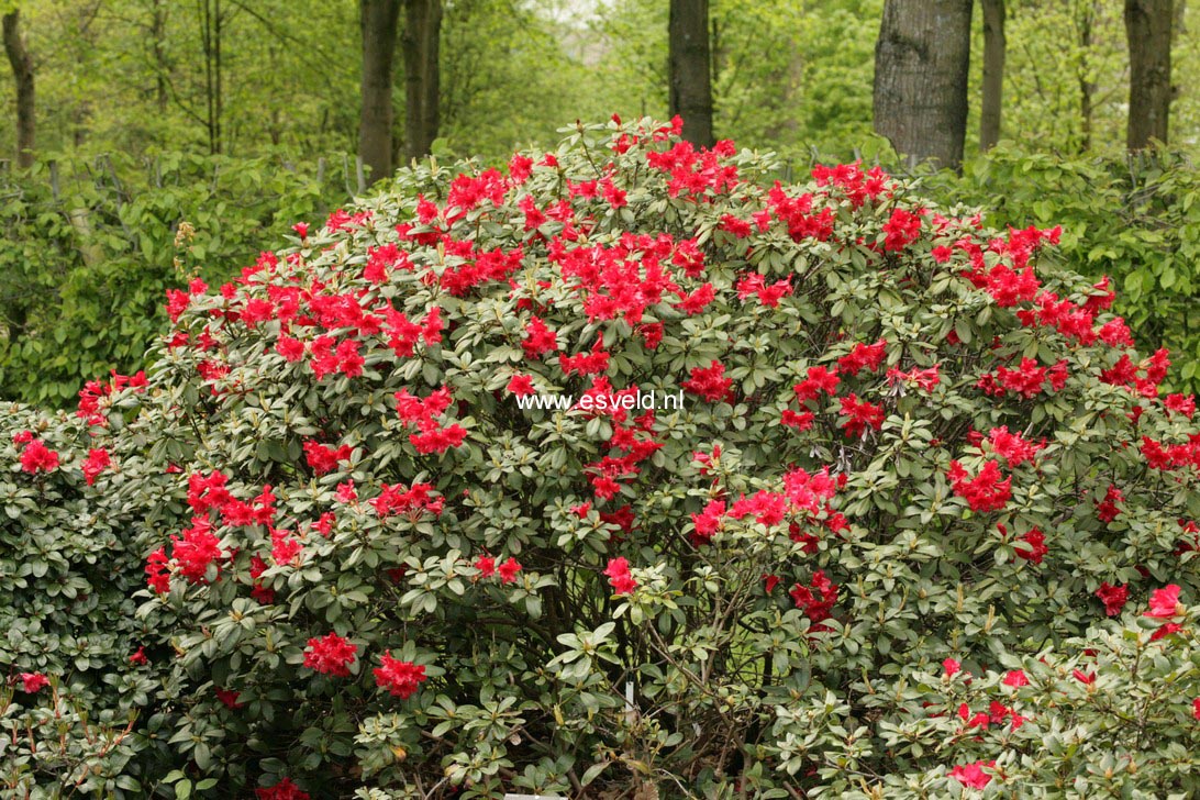 Rhododendron 'Bengal'