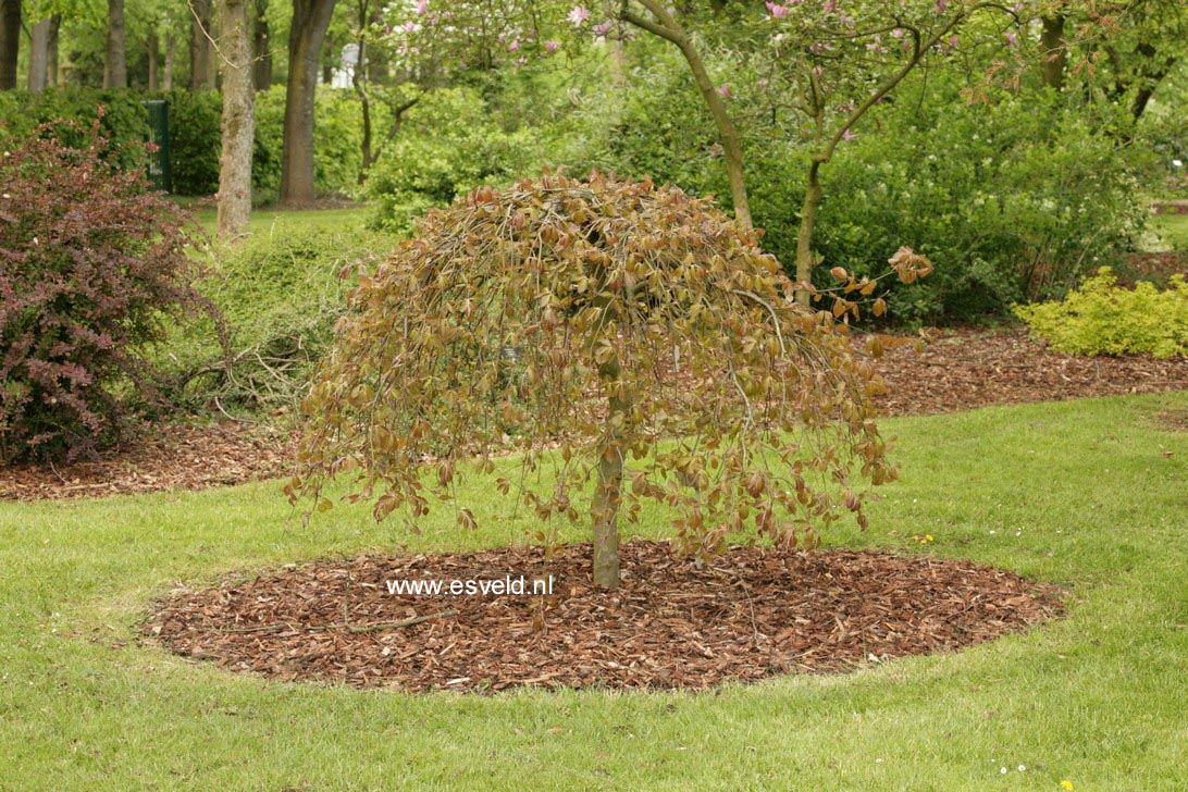 Fagus sylvatica 'Purpurea Pendula'