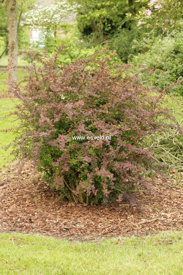 Berberis thunbergii 'Atropurpurea'