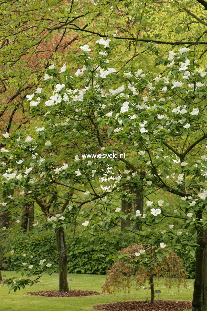 Cornus 'Eddie's White Wonder'