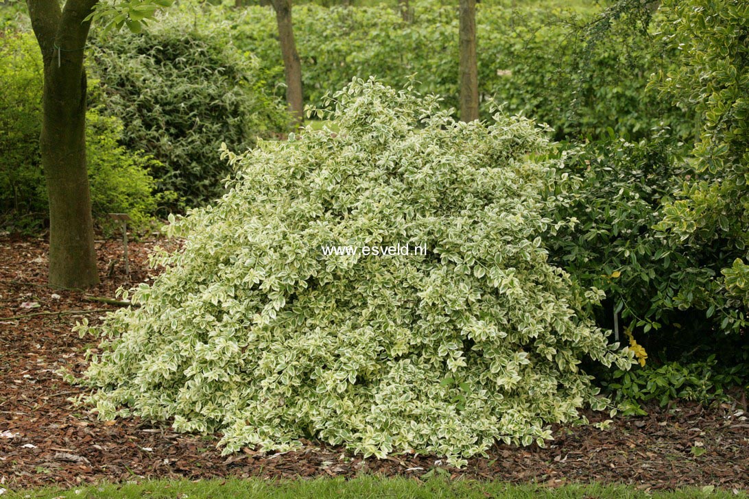 Euonymus fortunei 'Emerald Gaiety'