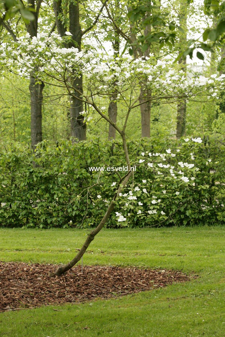 Cornus nuttallii