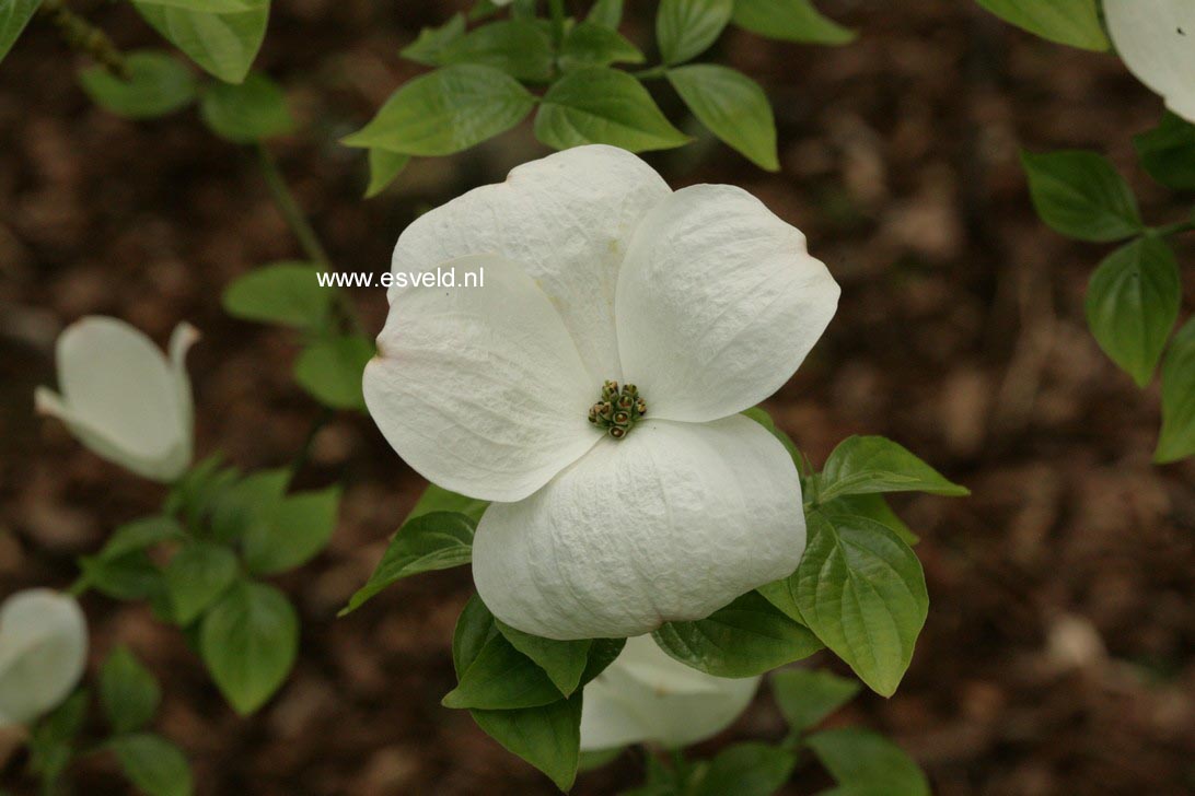 Cornus nuttallii