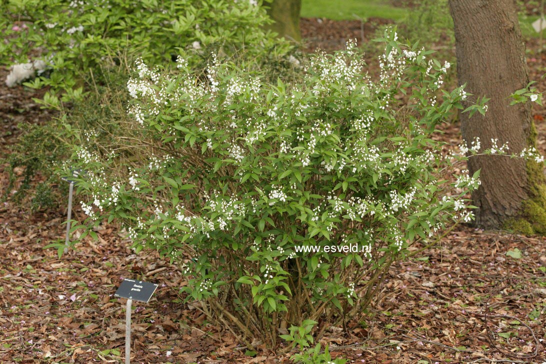 Deutzia gracilis