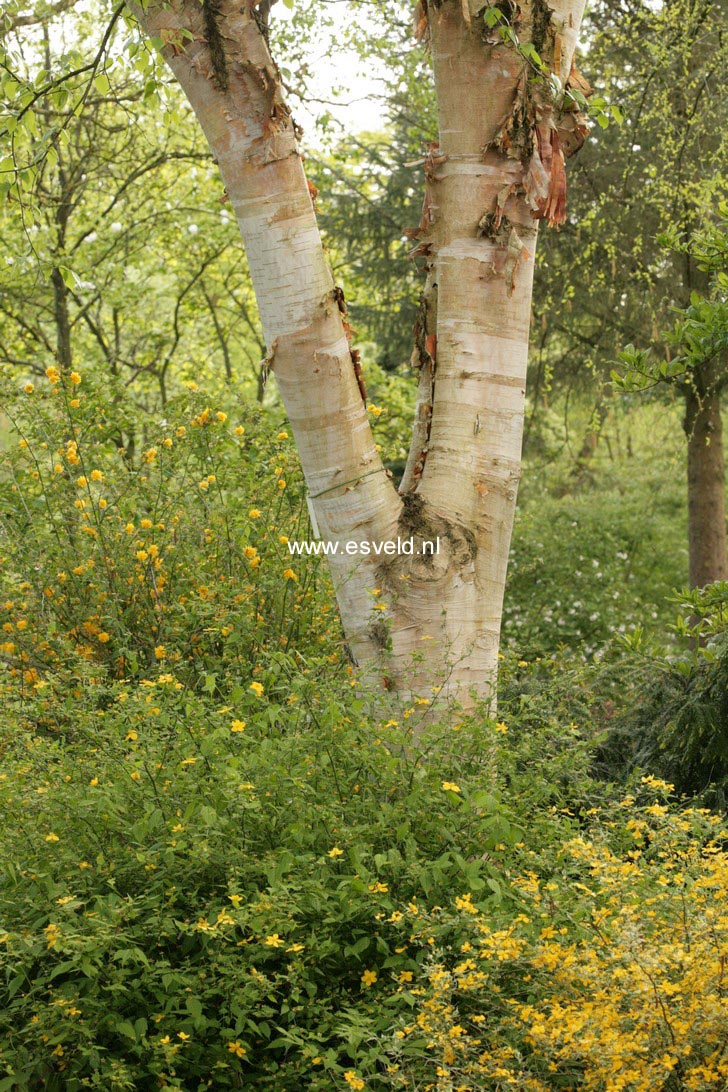 Betula albosinensis