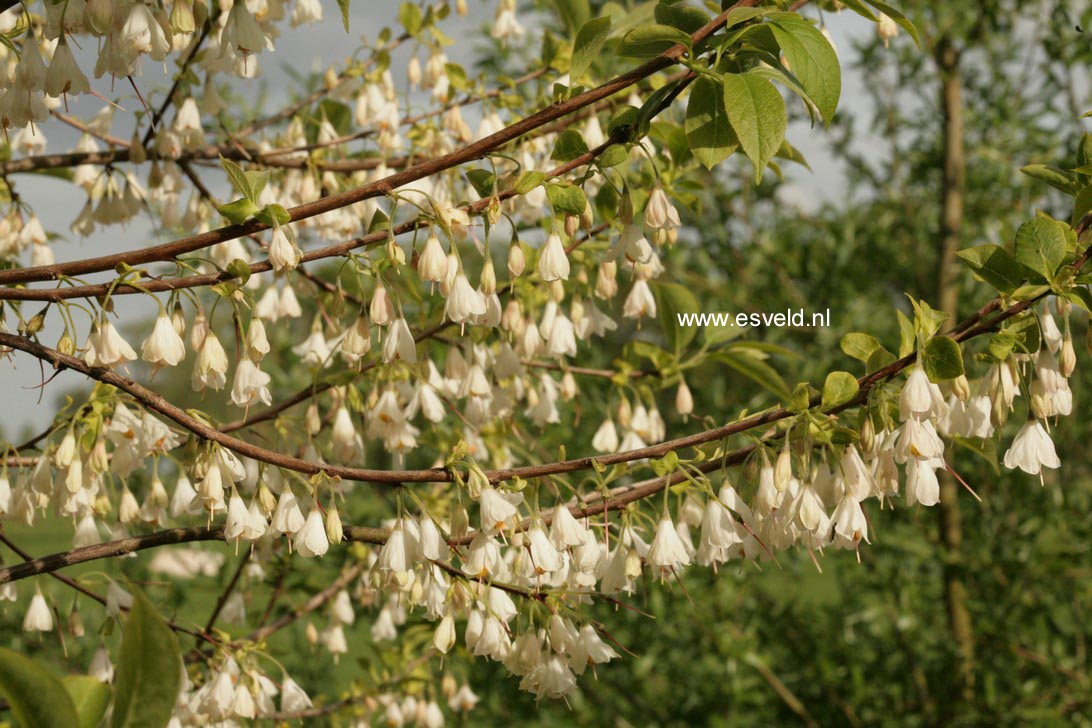 Halesia carolina