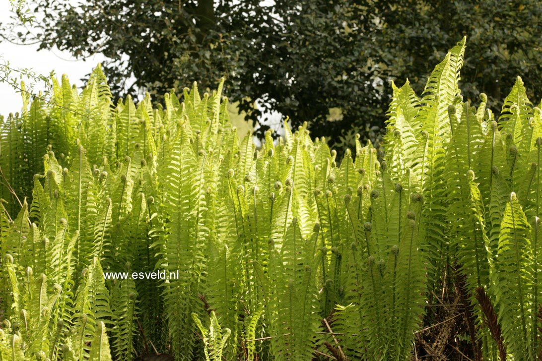 Matteuccia struthiopteris