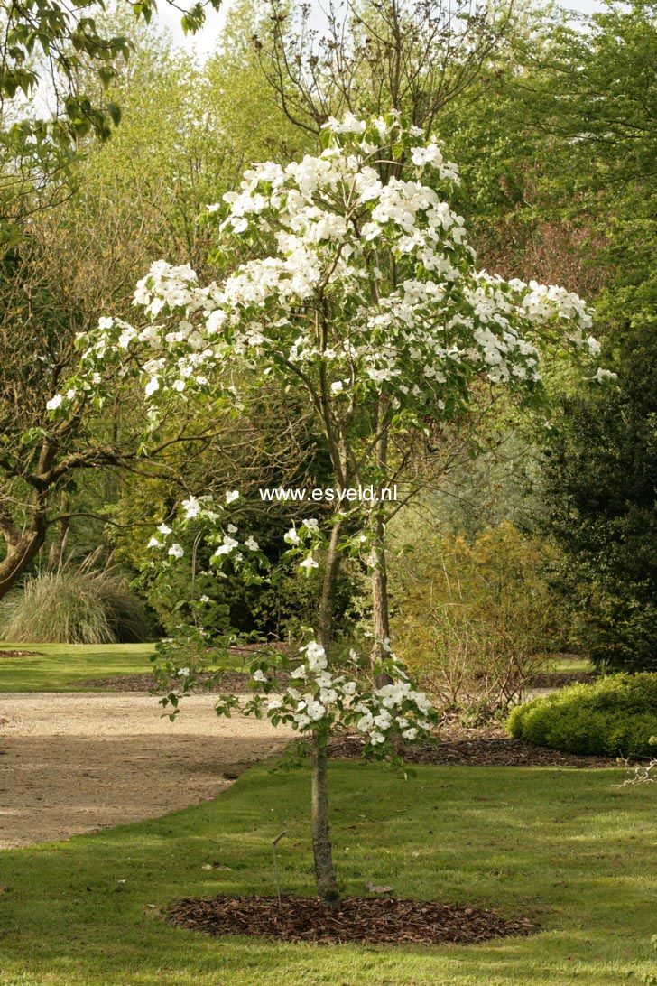 Cornus nuttallii 'Pink Blush'