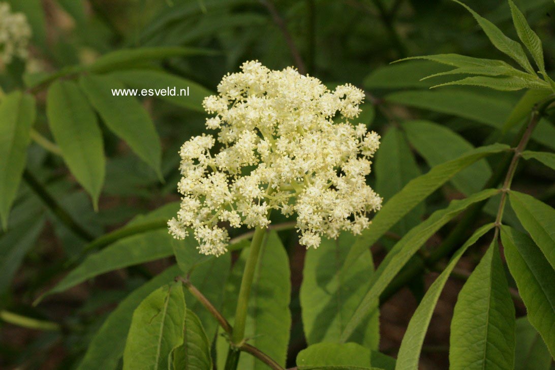 Sambucus pubens