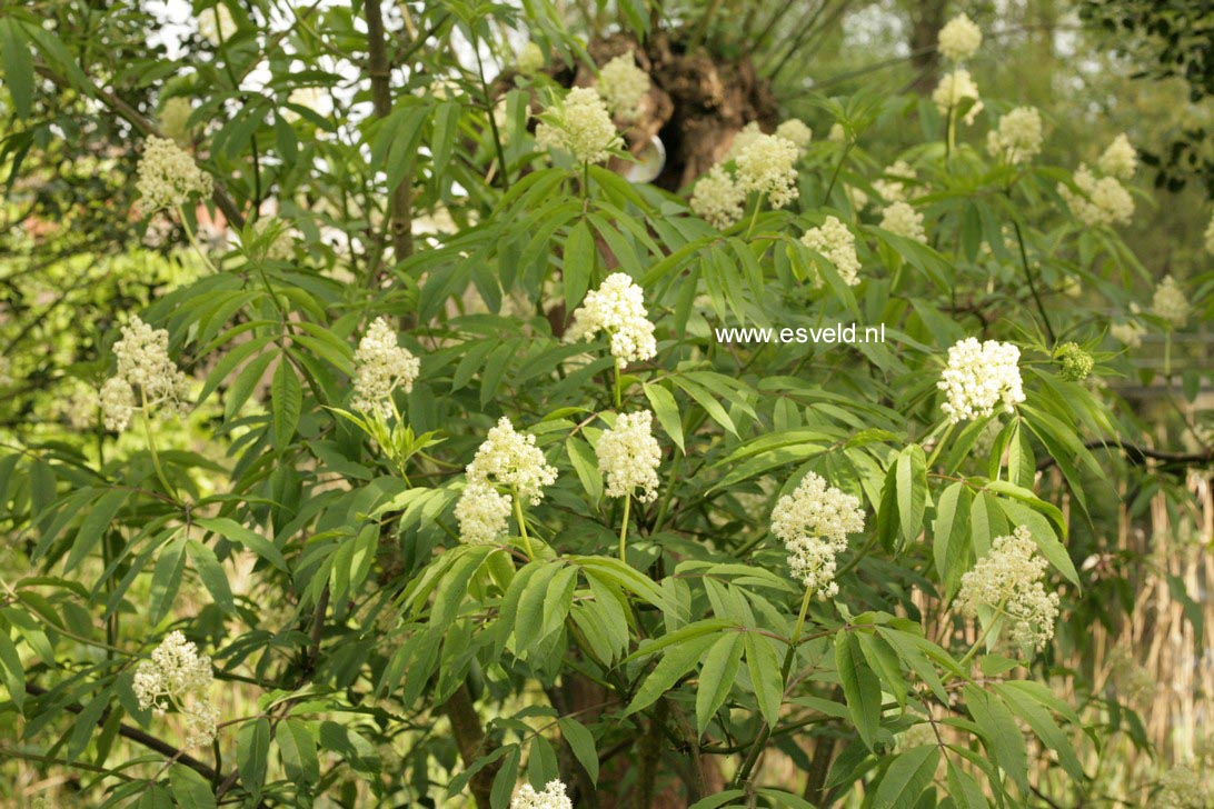 Sambucus pubens