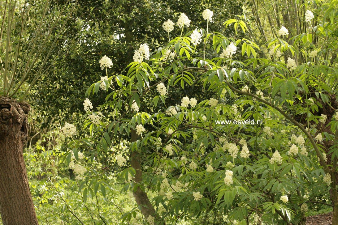 Sambucus pubens