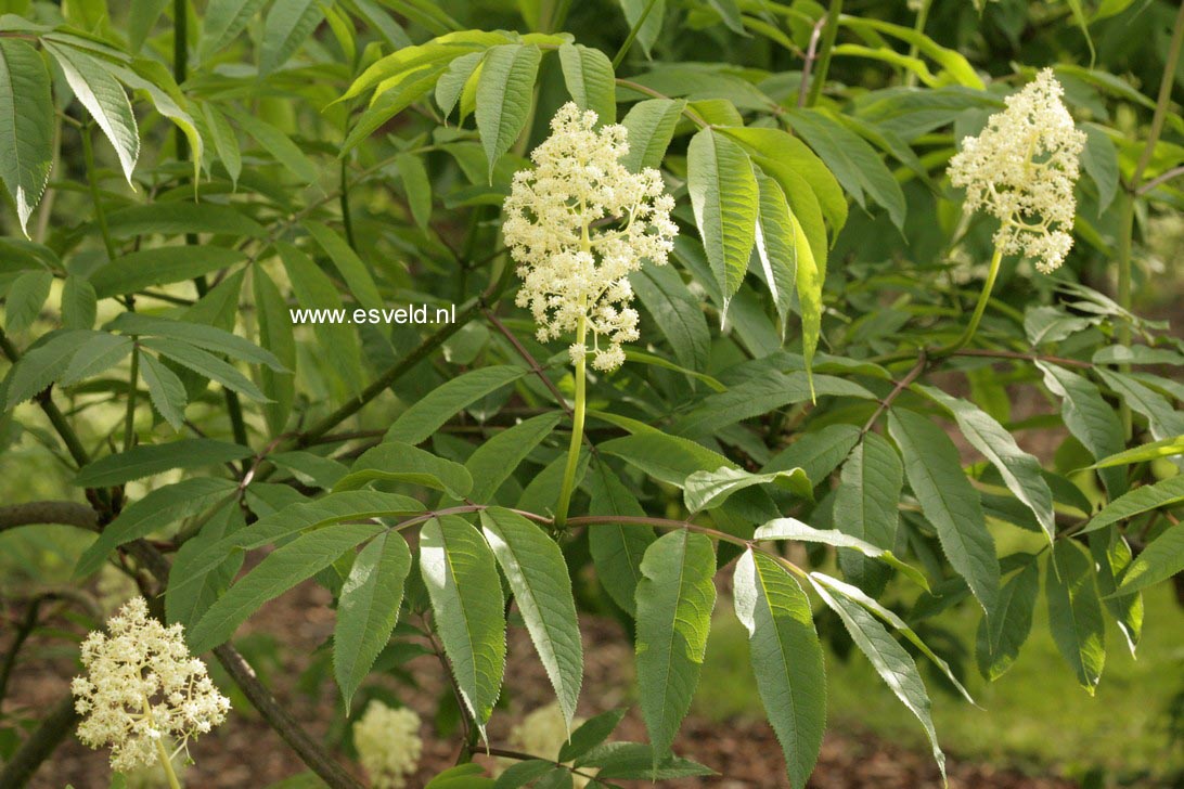 Sambucus pubens