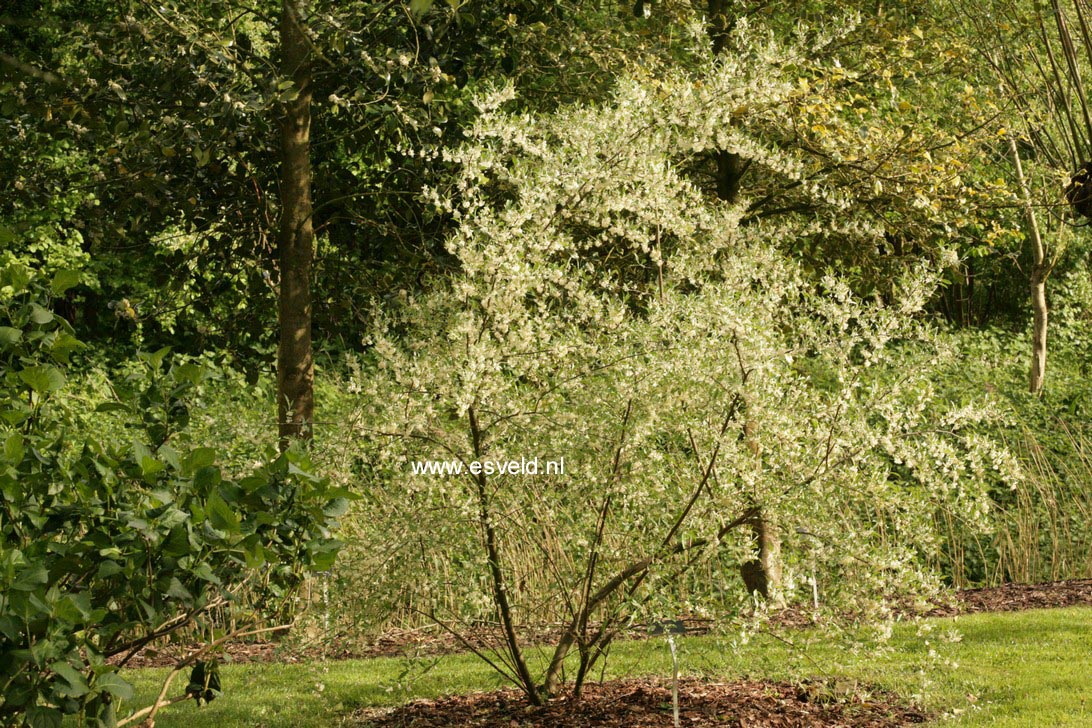 Elaeagnus umbellata