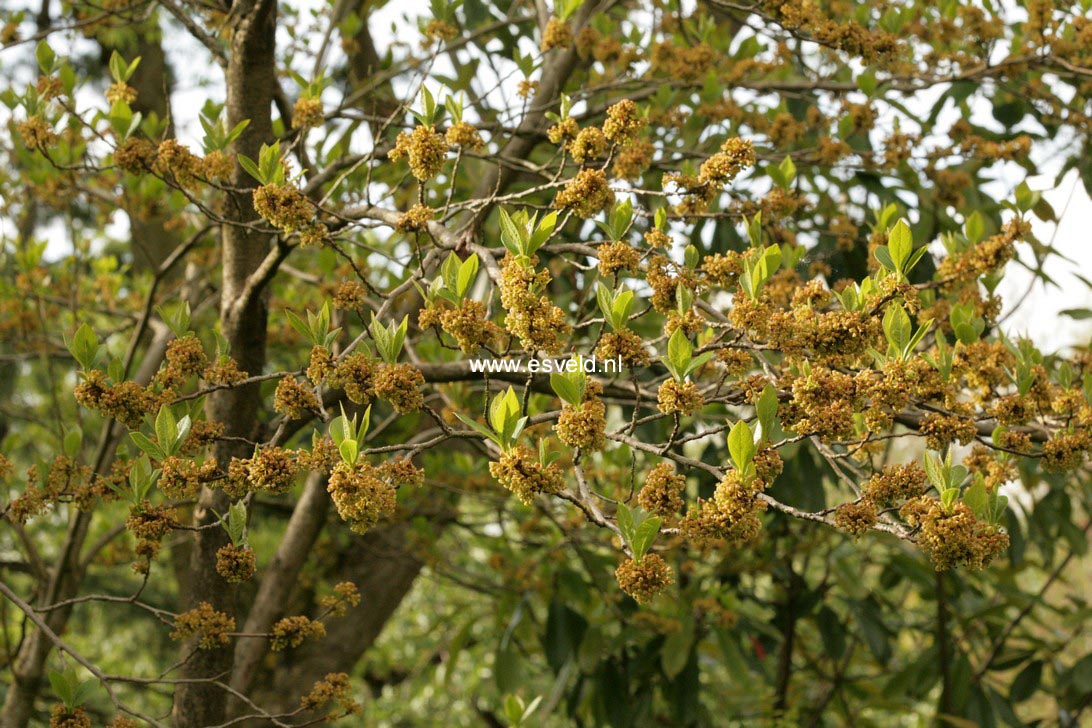 Lindera erythrocarpa