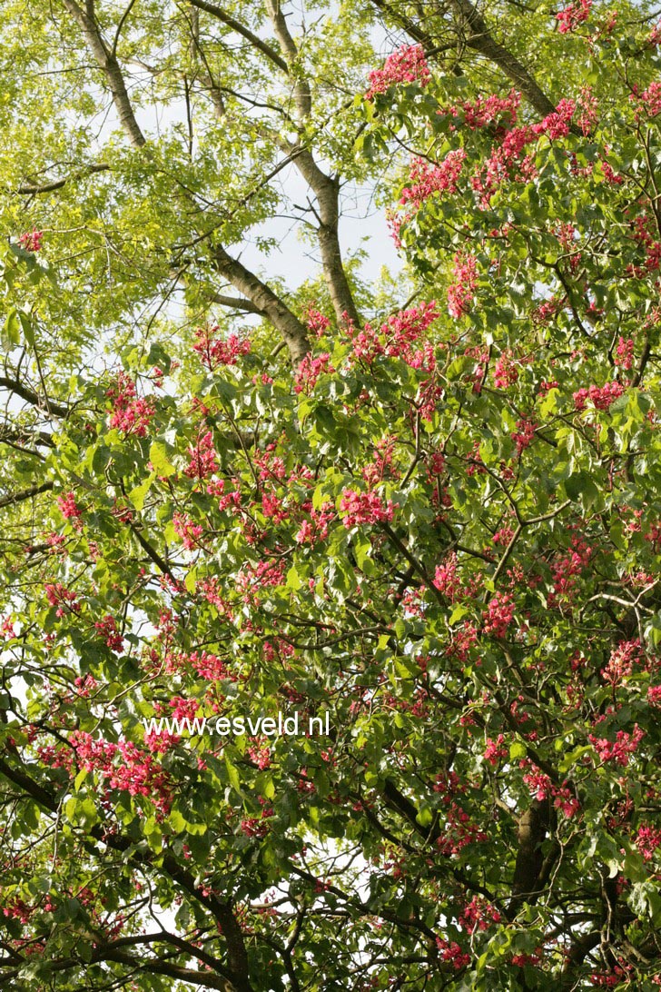 Aesculus carnea