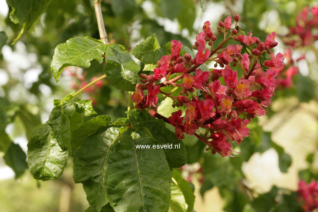 Aesculus carnea