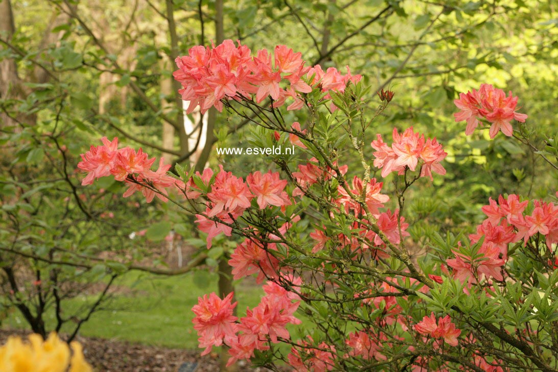 Azalea 'Apple Blossom'